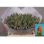 product/img.floraplaza.nl/LTULIREP-LIVE_fotos-0xC6BE99DC161C48C69DFAD78D84A7E695789047B5.jpg