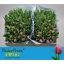 product/img.floraplaza.nl/LTULKAT-LIVE_fotos-0xB6113681221F4DB7E06B6B7963F20DABB2F25AC1.jpg