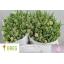 product/img.floraplaza.nl/LTULKAT-LIVE_fotos-0xCA2FD077B3261F4DD48CA15A905E53396E21374B.jpg