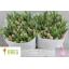 product/img.floraplaza.nl/LTULKAT-LIVE_fotos-0xEA00FBF19FC904923DD076E45D3C47996FD4E020.jpg