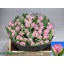 product/img.floraplaza.nl/LTULMAR-LIVE_fotos-0x49AFE506F1CE338D28AA4A67FAF71090296F5BC3.jpg