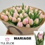 product/img.floraplaza.nl/LTULMAR-LIVE_fotos-0x9CC487995C14EB4B444AC91D618A2E263465215A.jpg