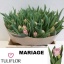 product/img.floraplaza.nl/LTULMAR-LIVE_fotos-0xD45151486FDC383968ADDF9F57C0F9A0D391E100.jpg
