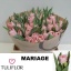 product/img.floraplaza.nl/LTULMAR-LIVE_fotos-0xDB5477B234E720A150458EB25D1D6245E54F52CB.jpg