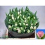 product/img.floraplaza.nl/LTULMAR-LIVE_fotos-0xF536C58DDE6BCA659EC12D72405B85CD9D7211CC.jpg