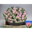product/img.floraplaza.nl/LTULMAR-LIVE_fotos-0xF802F74FDB58DB7F0FBDDB23456F21F9BB116F80.jpg