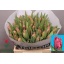 product/img.floraplaza.nl/LTULMARP-LIVE_fotos-0x2F305FDA11AC58D328325ECF8EA245FCA15451E6.jpg
