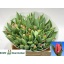 product/img.floraplaza.nl/LTULMARP-LIVE_fotos-0x46F7CEF14CAC81EA1F79A116017F9F9DCC82C8E7.jpg