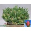 product/img.floraplaza.nl/LTULMARP-LIVE_fotos-0x79D17C253471DED03FC579E03C1C8CDFBCC1F0E2.jpg