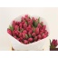 product/img.floraplaza.nl/LTULMARP-LIVE_fotos-0x9F920185E57A5123637BCCAB7A5E970F1E9AA868.jpg