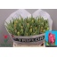 product/img.floraplaza.nl/LTULMARP-LIVE_fotos-0xCFE84974974F6CFDE016C7EB34949B77B7820E7D.jpg