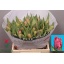 product/img.floraplaza.nl/LTULMARP-LIVE_fotos-0xDD435794EF300E2A37CC877C5B504BF8C75C6EBF.jpg