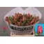 product/img.floraplaza.nl/LTULMARP-LIVE_fotos-0xE5265CC903F64DA077F9B8A08B6C9021D7224A50.jpg