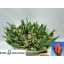 product/img.floraplaza.nl/LTULMARP-LIVE_fotos-0xEF9885891DD5CAADF72432CEDFDAB3FCA79FEBFA.jpg
