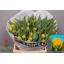 product/img.floraplaza.nl/LTULMONAM-LIVE_fotos-0x3C49F8B0C52FD48FD46BA13C7E14FAE7BE3432D2.jpg