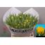 product/img.floraplaza.nl/LTULMONAM-LIVE_fotos-0x70BCF95CC3CF2493EC791EACE9A8A93243CE7082.jpg