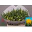 product/img.floraplaza.nl/LTULMONAM-LIVE_fotos-0x7FC21F8A2F4EFF8E6738E744ED8ED74700CCC1B7.jpg