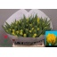 product/img.floraplaza.nl/LTULMONAM-LIVE_fotos-0xDB4468397CF547E23536F961C85FEA1A649DD465.jpg