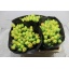 product/img.floraplaza.nl/LTULMONO-LIVE_fotos-0x742249AEA65436698630D71A92736C44411127CC.jpg