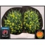 product/img.floraplaza.nl/LTULMONO-LIVE_fotos-0xBA427CB5D375AB9F5B1D85C684B02F9B4D594A0F.jpg