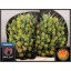 product/img.floraplaza.nl/LTULMONO-LIVE_fotos-0xE86CB0CFD68EAF5FC2AC1B5C2384253BB3AD9FE7.jpg