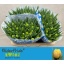 product/img.floraplaza.nl/LTULMONS-LIVE_fotos-0xEA0A3508A80996D817BA80002BFB9B3C5BAEB840.jpg