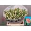 product/img.floraplaza.nl/LTULNEGL-LIVE_fotos-0x4402B004A60F3D62D3E2B3446493FAC326C009F8.jpg