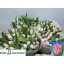 product/img.floraplaza.nl/LTULNEGL-LIVE_fotos-0x444CA12745C1B0825642F2A858976D38D23DA876.jpg