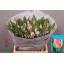 product/img.floraplaza.nl/LTULNEGL-LIVE_fotos-0xDAF8F6A23BD8371094E22825053DB06D5A833BF1.jpg