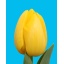 product/img.floraplaza.nl/LTULNOVS-LIVE_fotos-0xADAE80CC27E06DED601E6F07C98F492878F7ABD5.jpg
