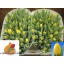 product/img.floraplaza.nl/LTULNOVS-LIVE_fotos-0xBF429429D36D83EF1FF11BCDFCE00FF125892061.jpg