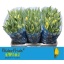 product/img.floraplaza.nl/LTULNOVS-LIVE_fotos-0xC8E5DF3D9E50007696FC8E17850C4C0839490156.jpg