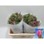 product/img.floraplaza.nl/LTULPARP-LIVE_fotos-0xD44E76AC1696F2B410A4D1B12597E79A8A4955FC.jpg