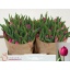 product/img.floraplaza.nl/LTULPINA-LIVE_fotos-0x11A5275531C95AD0BBD2BFB4E7C6F2554416E851.jpg