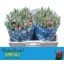 product/img.floraplaza.nl/LTULPREP-LIVE_fotos-0x4736C028CFE7C5E79BCE752933D59DB2EDE08C11.jpg