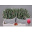 product/img.floraplaza.nl/LTULPREP-LIVE_fotos-0x7871461F90E0C1CEEA67B445D2A9978D4D9F4BB5.jpg