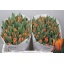 product/img.floraplaza.nl/LTULPRIIR-LIVE_fotos-0x30AFEA408A271DD654C6FAD1A41F48DC84A37241.jpg