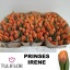 product/img.floraplaza.nl/LTULPRIIR-LIVE_fotos-0xECBE1AAF4ADB55D60644EC87FCDFF84B7BC4A96F.jpg