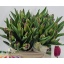 product/img.floraplaza.nl/LTULPURC-LIVE_fotos-0x23F955A768C536C3D02F794ED4F34E23DB3FDF54.jpg