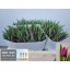 product/img.floraplaza.nl/LTULPURP-LIVE_fotos-0x071A1C8DFE595C6B681DDAB9400CD80E7D2F2F69.jpg