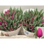 product/img.floraplaza.nl/LTULPURP-LIVE_fotos-0x0C1AFC4A07130C5BCA61AA6C54352FA5F60DAEA1.jpg
