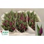 product/img.floraplaza.nl/LTULPURP-LIVE_fotos-0xEAEB154E06CCB5844EA4C565207013D485ACD6F6.jpg