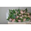 product/img.floraplaza.nl/LTULQUE-LIVE_fotos-0x663E40B1AE9024D21D0DC2B541821357B88E4A10.jpg