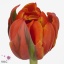 product/img.floraplaza.nl/LTULQUEEN-ART_Fotos-VBN-vbn106996.jpg