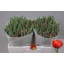product/img.floraplaza.nl/LTULREDP-LIVE_fotos-0x13E5FD6EDF2FAF2FCC35A9FA1EB56B313A784717.jpg
