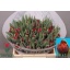 product/img.floraplaza.nl/LTULREDP-LIVE_fotos-0x9E3C8AE399647973BEC2E4CBA05D90168DC544E4.jpg