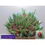 product/img.floraplaza.nl/LTULREDP-LIVE_fotos-0xAFB594E4D53AC6C6B40CAEA7D8117F1D48FCDA42.jpg
