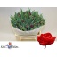 product/img.floraplaza.nl/LTULREDP-LIVE_fotos-0xEDC97CDF4454BD58C28C656936949947BC503731.jpg