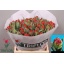product/img.floraplaza.nl/LTULROCDOU-LIVE_fotos-0x2D7BC4D2875645303E5225A8459E728C561E0F18.jpg