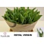 product/img.floraplaza.nl/LTULROYV-LIVE_fotos-0x622E7EE8F77E62EE1C0119DC26EABEB0C82FB3FE.jpg